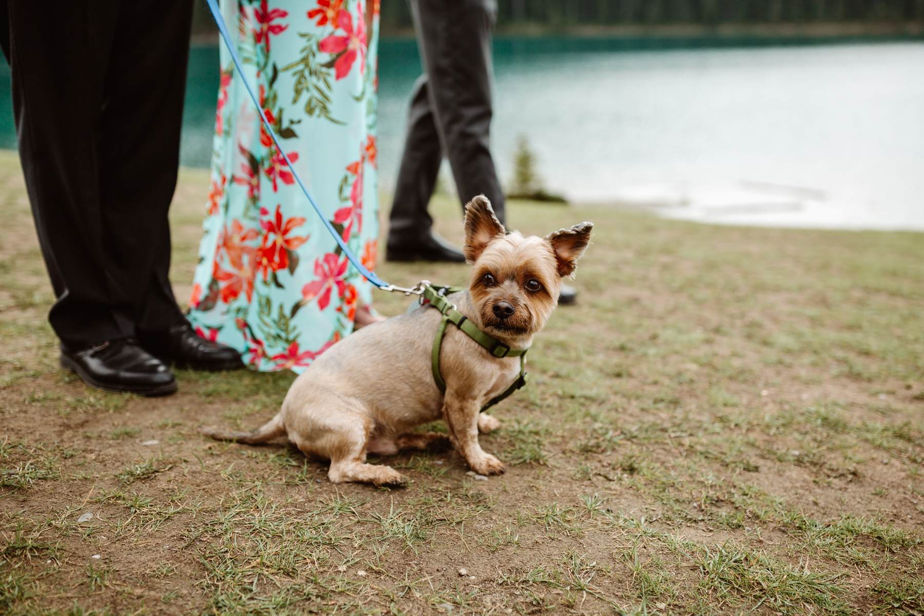 Intimate Wedding Photographers in Banff National Park - Photo 28