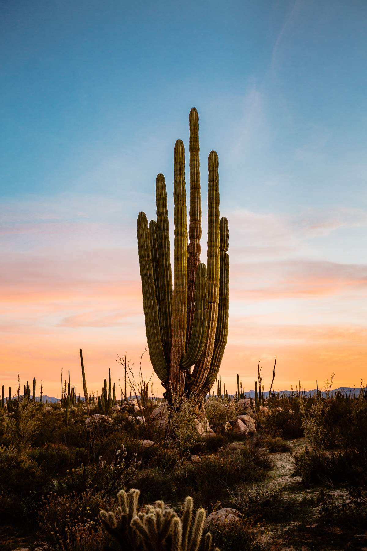 Mexico Wedding Photographers in Baja California Destination - Photo 7