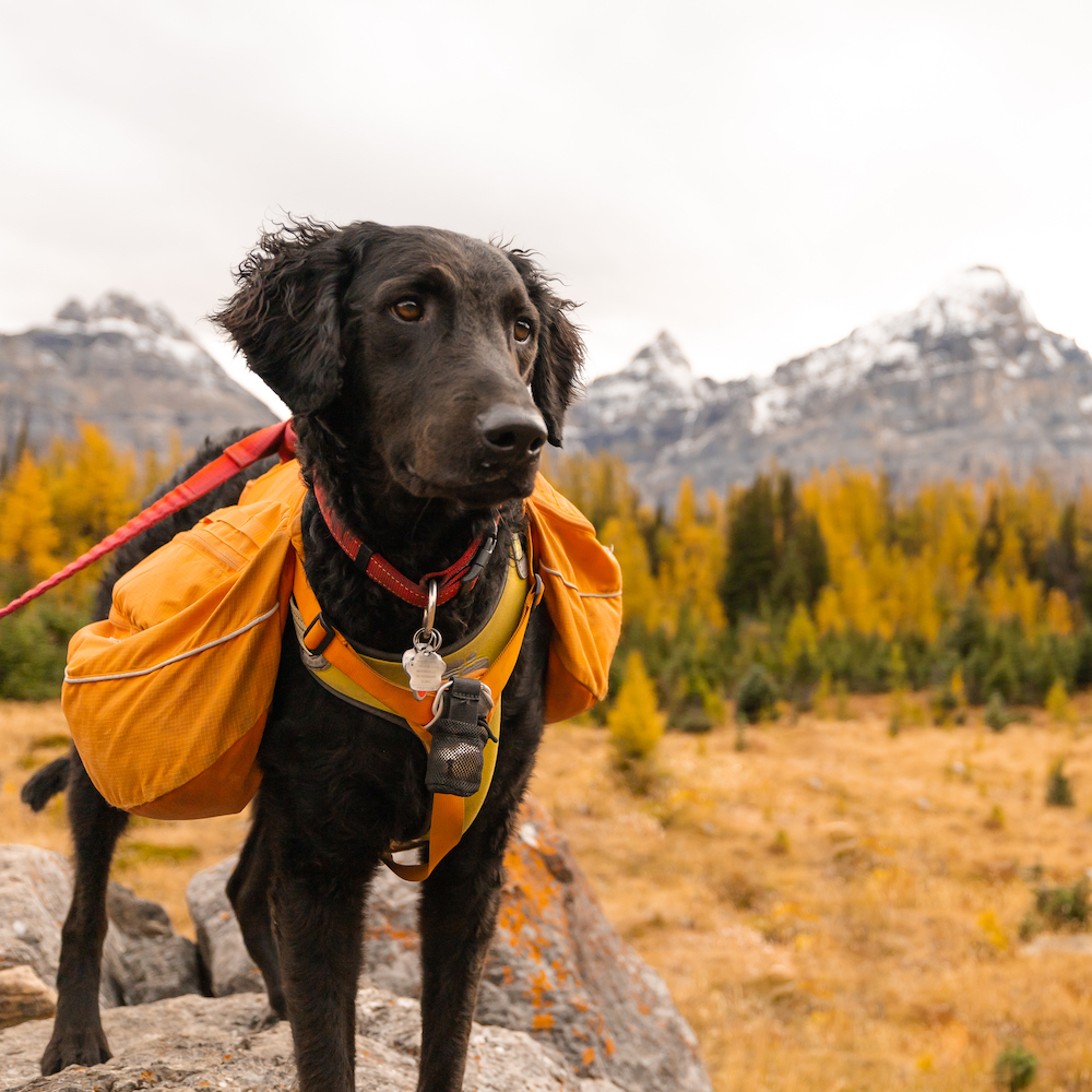 About Banff wedding photographer Arlo the dog of Film and Forest Photography