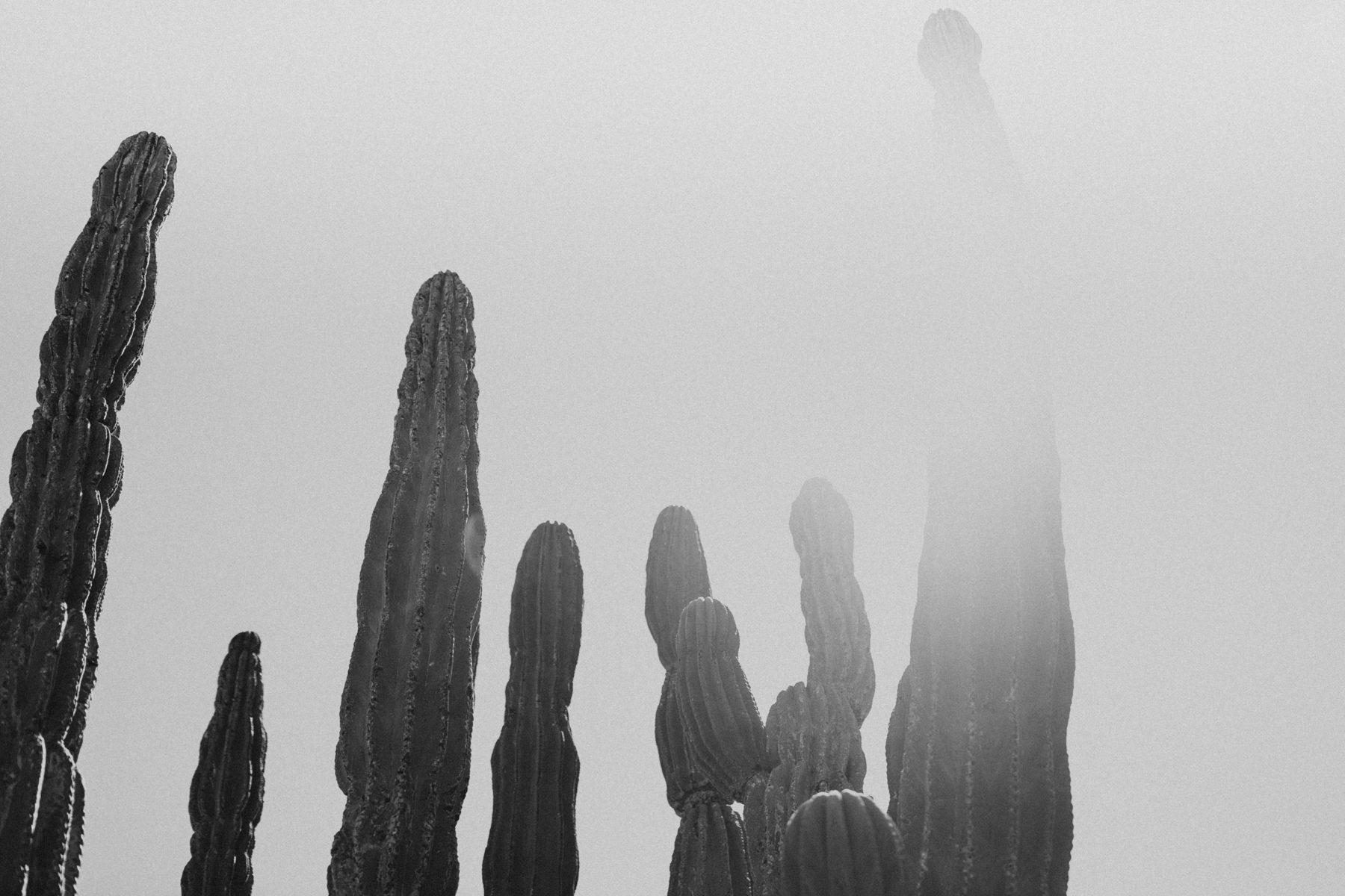 Cabo wedding photographers for a La Ventana Destination Elopement - Image 6